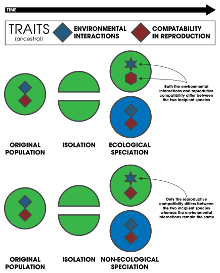 Distinguishing between ecological and non-ecological speciation involves identification of specific species traits. Environmental interactions, for example, could consist of adaptations specific to foraging or a unique environment whereas compatibility in reproduction involves mate-recognition morphology, communication systems, or other behaviors. Ecological speciation necessitates changes in both whereas non-ecological speciation only changes compatibility in reproduction. Ecological vs Non-Ecological Speciation.svg