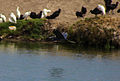 Vila wetlands, Lima, Peru