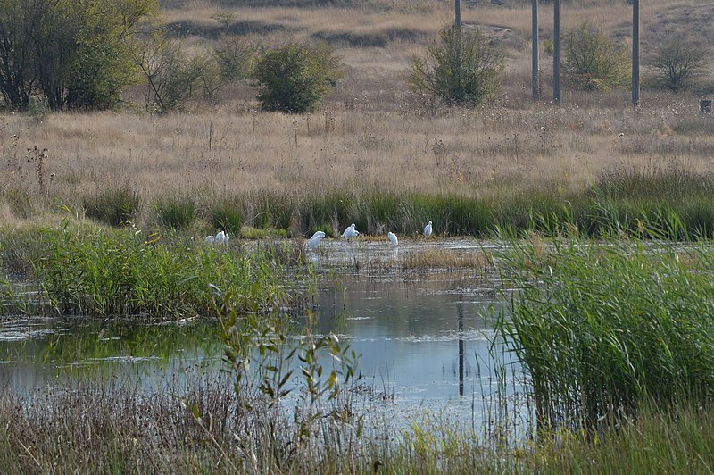 File:Egretta garzetta at Mali lag, Botevgrad, Bulgaria 02.jpg