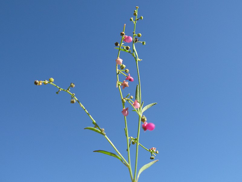 File:Einadia nutans subsp linifolia flowerhead4 (16127988819).jpg