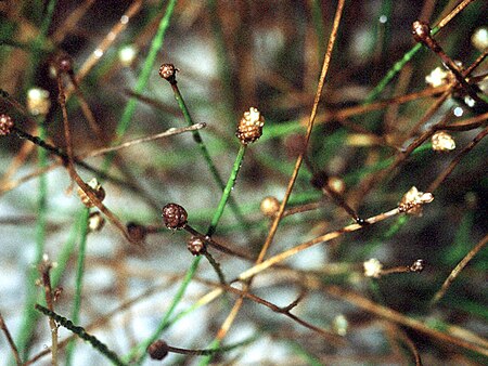 Eleocharis_parvula