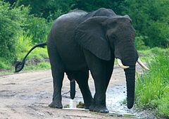 Selous Game Reserve Elephant Population