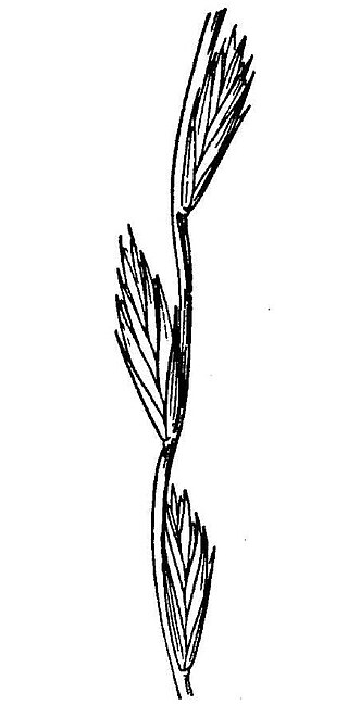 <i>Elymus stebbinsii</i> Species of grass