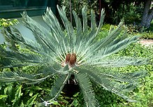 Encephalartos eugene-maraisii, met keëls, e, Manie van der Schijff BT.jpg