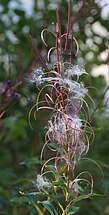 Fireweed stalk with seed-pods & seeds