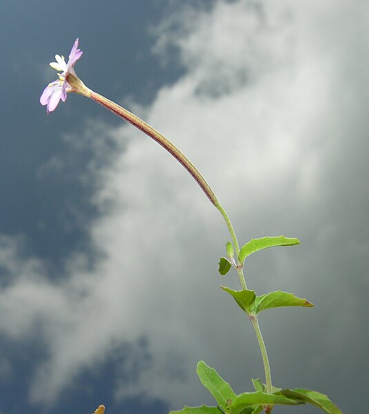 File:Epilobium collinum flower (10).jpg