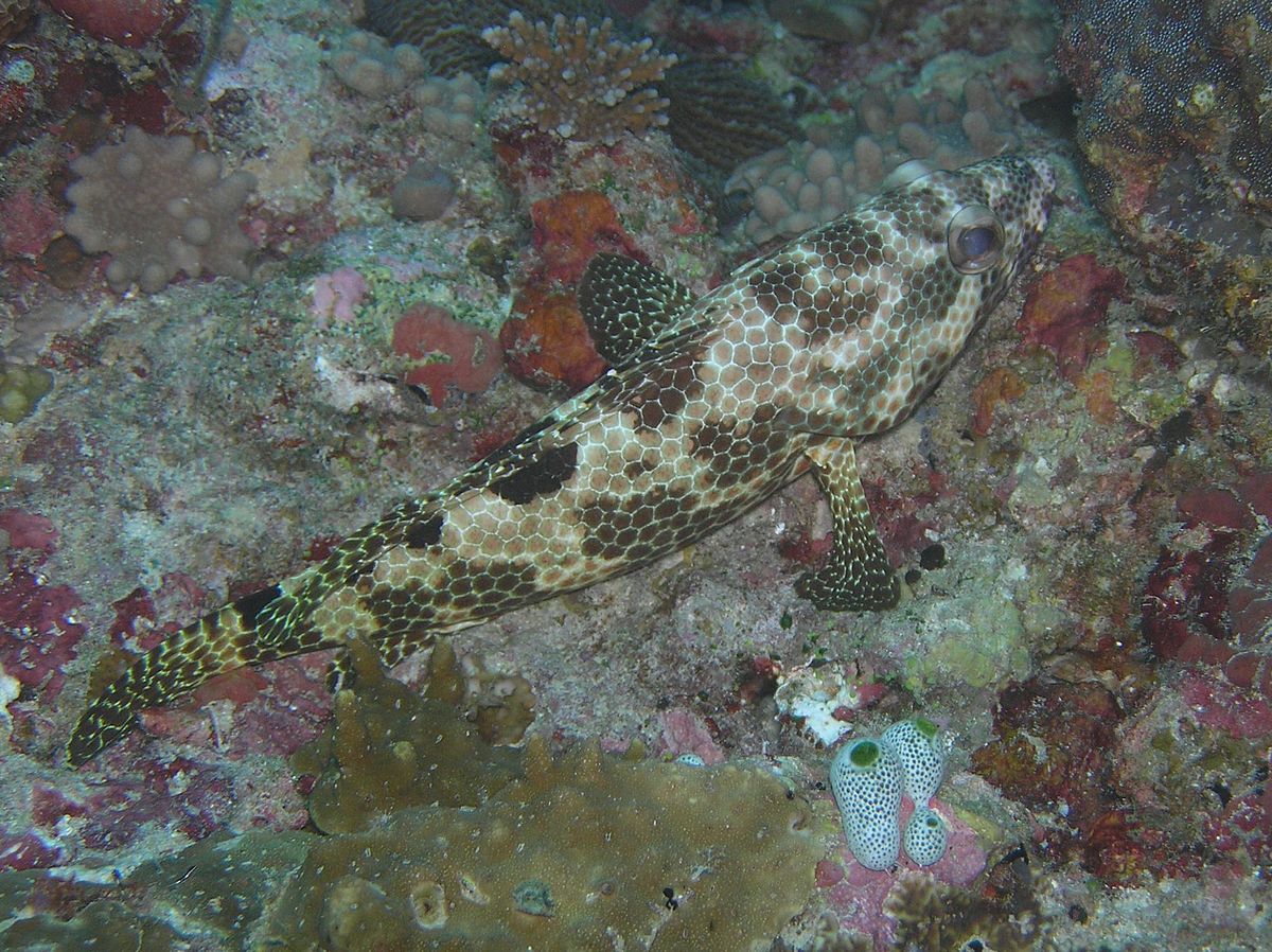 Epinephelus Merra