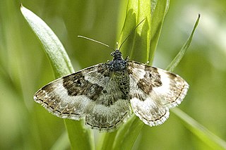 <i>Epirrhoe rivata</i> Species of moth