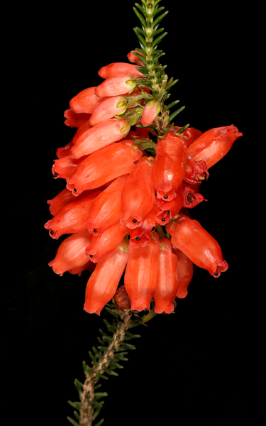 File:Erica mammosa 5Dsr 2761.png