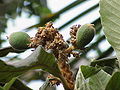 Immature fruit