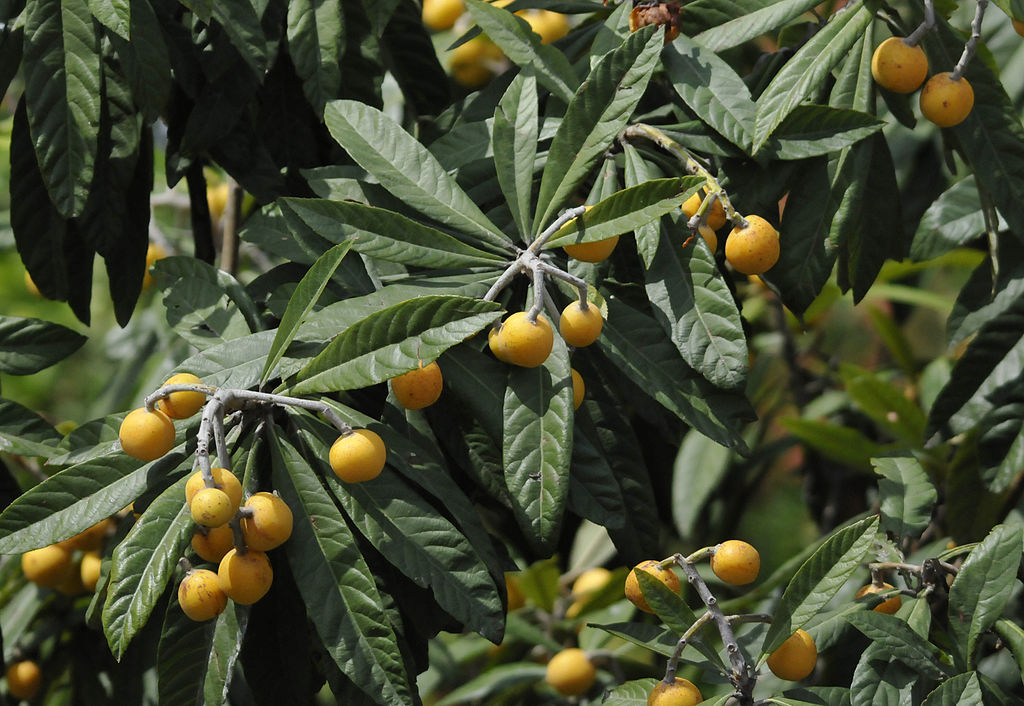 Eriobotrya japonica - Yenidünya