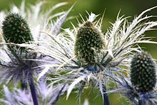 Eryngium alpinum ENBLA01.JPG