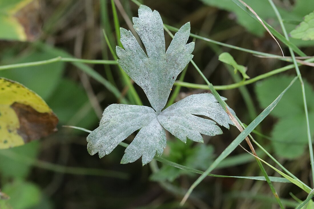 毛茛耧斗菜白粉菌