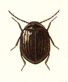 Eubriinae Subfamily of beetles