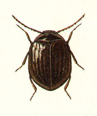 <i>Eubria palustris</i> Species of beetle