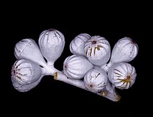 Flower buds of subspecies canescens Eucalyptus canescens subsp. canescens buds.jpg