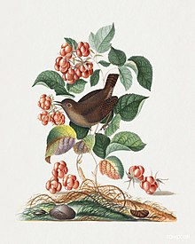 Eurasian wren, raspberry, wood lice and pupa from the Natural History Cabinet of Anna Blackburne (1768) painting in high resolution by James Bolton. (51927517051).jpg