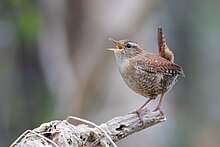 Eurasian wren 2023 12 31 02.jpg