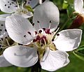 Commons:Picture of the Year/2011/R1/European Pear flower.jpg