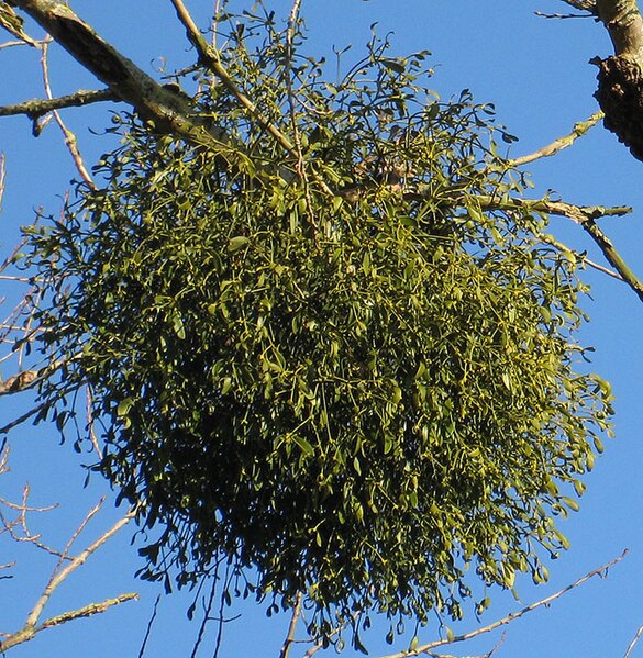 File:European mistletoe - Viscum album - geograph.org.uk - 1105331.jpg