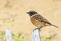 * Nomination A male European stonechat (Saxicola rubicola) on a fence. --Alexis Lours 20:58, 5 November 2023 (UTC) * Promotion  Support Good quality. --Plozessor 06:04, 6 November 2023 (UTC)