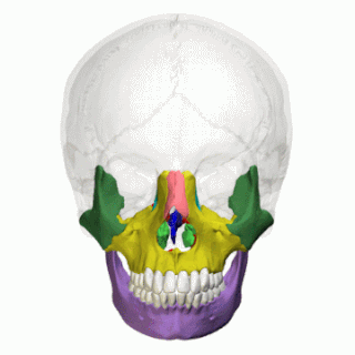 Facial bones - animation02.gif