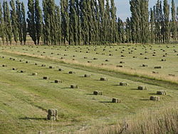 Fardos de alfalfa del valle inferior