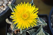 Faucaria tuberculosa flower.jpg