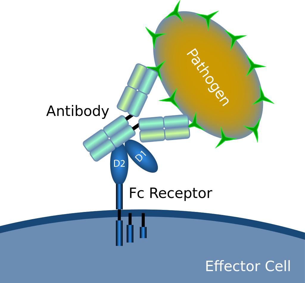 Illustration of immune receptors