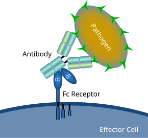 Schematic representation of an immune receptor Fc receptor schematic.svg