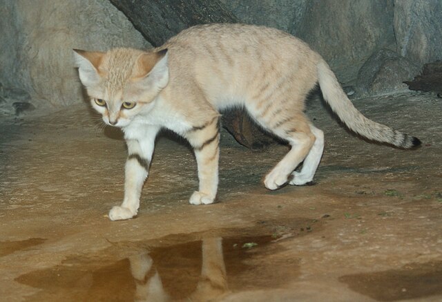 File:Felis margarita 14.jpg - Wikimedia Commons