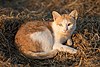 Felis silvestris catus lying on rice straw.jpg