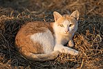 Thumbnail for File:Felis silvestris catus lying on rice straw.jpg