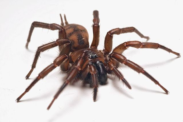 Funnel-Web Spider (Family Agelenidae) - The Firefly Forest