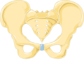 Bones of pelvis - Female pelvis anterior view