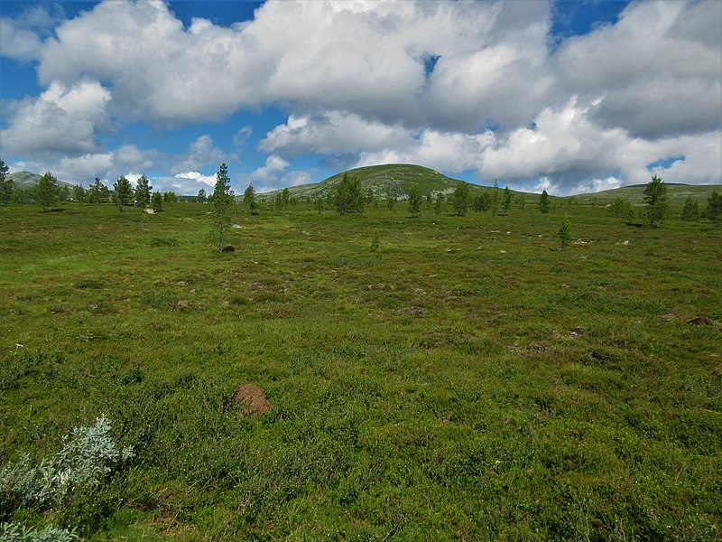 File:Femundsmarka nationalpark, Engerdals kommun, Norge, juli 2022 09.jpg