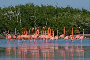 Flamingoes di Ría Lagartos.jpg