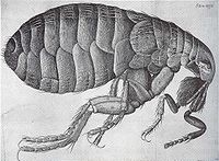 http://upload.wikimedia.org/wikipedia/commons/thumb/4/4f/Flea-Hooke.jpg/200px-Flea-Hooke.jpg