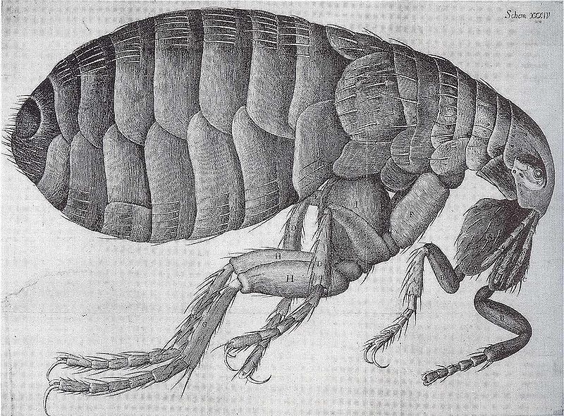 File:Flea-Hooke.jpg