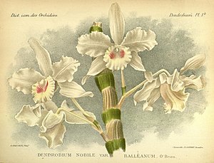 plate 1 b Dendrobium nobile