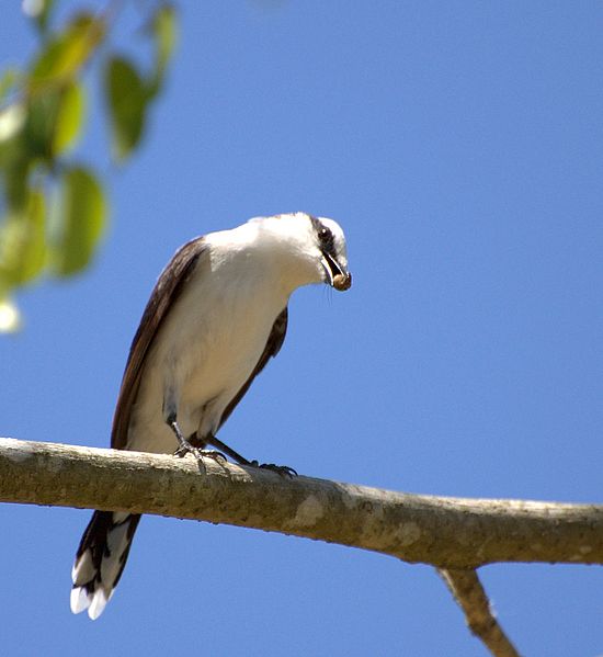 File:Flickr - Dario Sanches - LAVADEIRA-MASCARADA (Fluvicola nengeta) (4).jpg