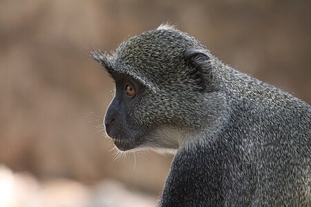 Tập_tin:Flickr_-_don_macauley_-_Sykes's_Monkey.jpg