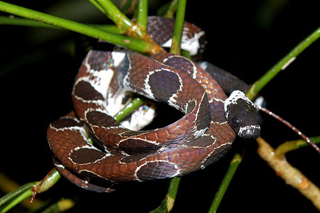 Tập_tin:Flickr_-_ggallice_-_Ornate_snail-eating_snake.jpg