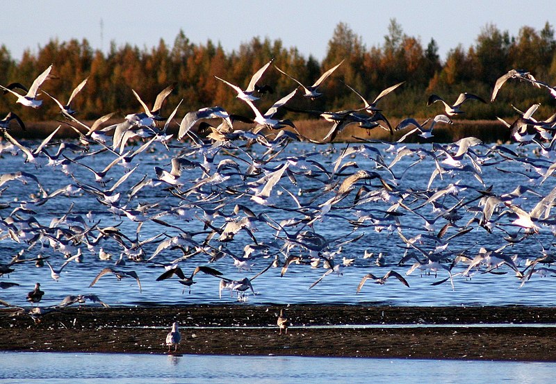 File:Flock of Gulls Oulu 20100927.JPG