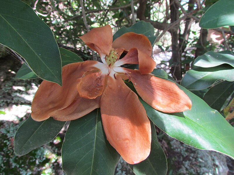 File:Flor magnolia pacifica.JPG