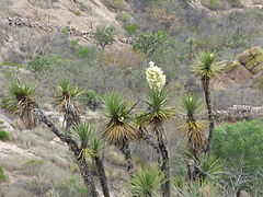 Flora del Cerro del Muerto, entre los municipios de Aguascalientes y Jesús María