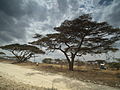Flora of Tanzania 3793 Nevit.jpg