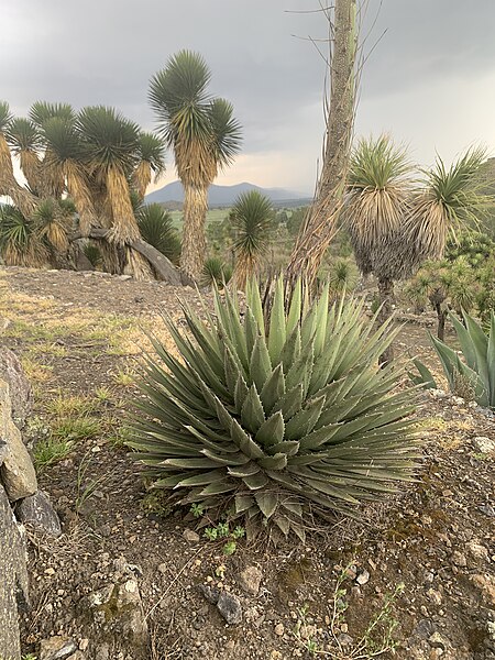 File:Floración de Agave 01.jpg