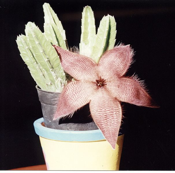 File:Flordecactus2.jpg