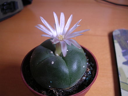 A flowering peyote cactus